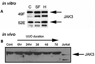 Click to Enlarge View Fig 2