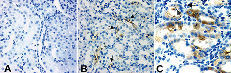 Click to Enlarge View Fig 4