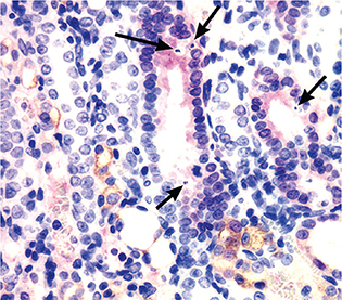 Click to Enlarge View Fig 5
